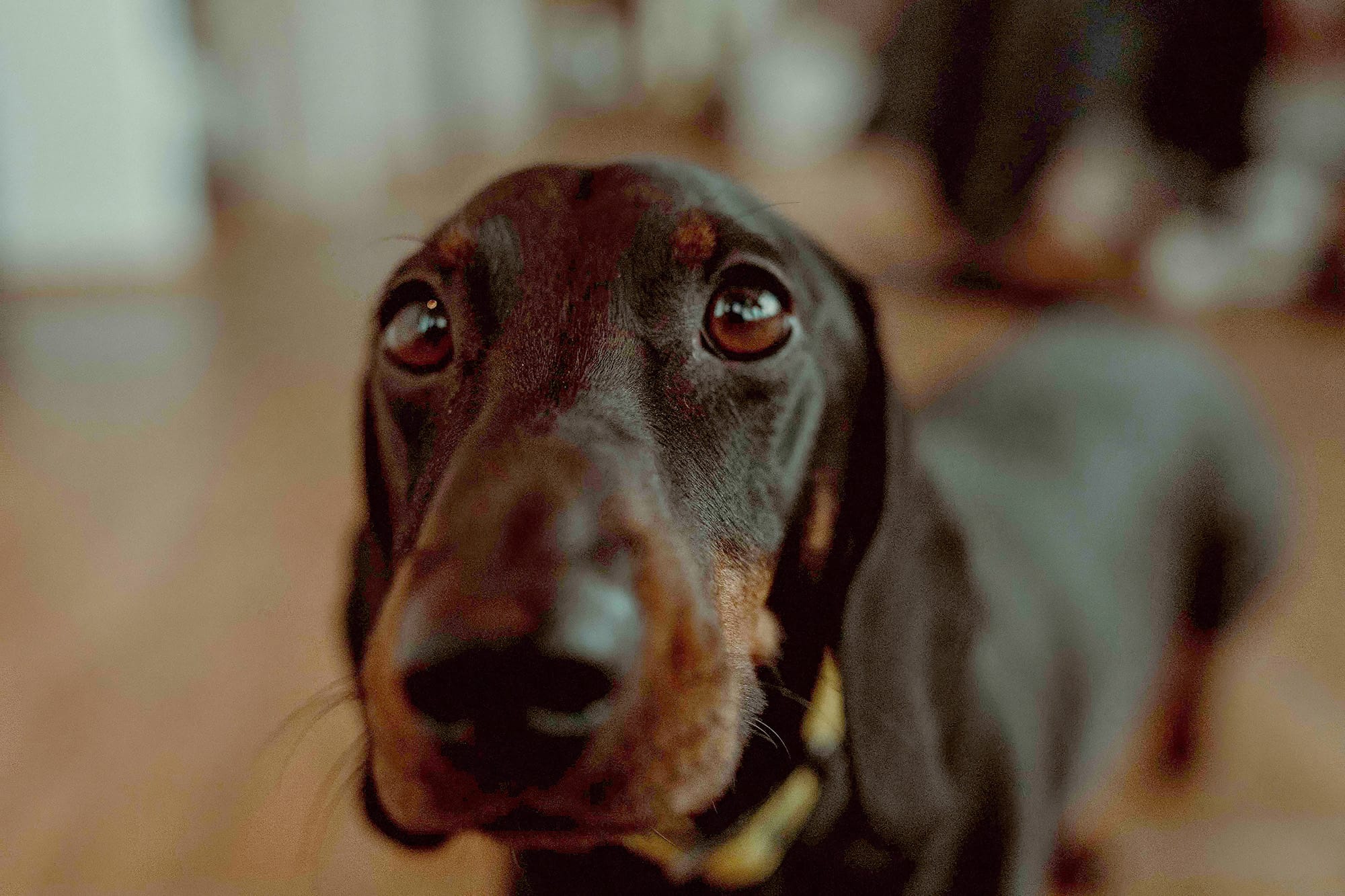 Officedog Rocky hat alles im Blick. 🐾